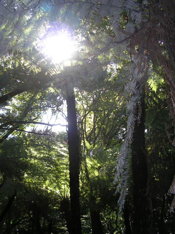 ...und dichter Wald