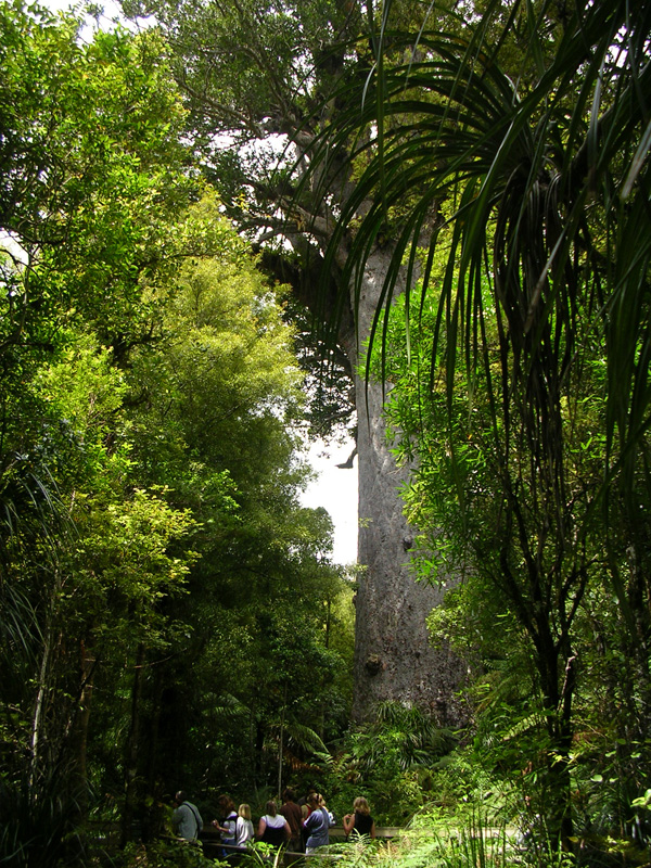der gr��te Kauri der Welt: 51 Meter hoch und 17 Meter Umfang