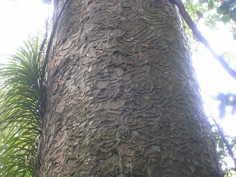 die sch�nste Kunst sieht man in der Natur