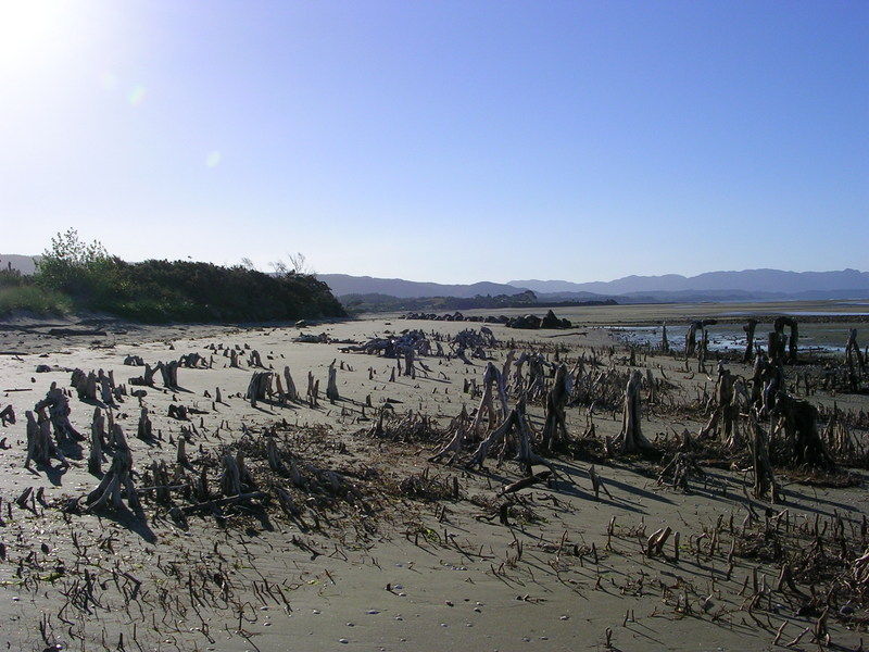 wenn der Wald dem Meer weichen muss...
