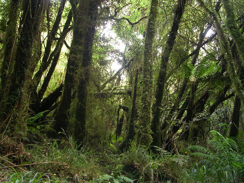 feuchtgr�ner Wald am Dorothy Creek Walk