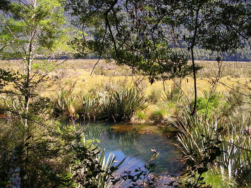 Mirror Lake auf dem Weg zur�ck nach Te Anau