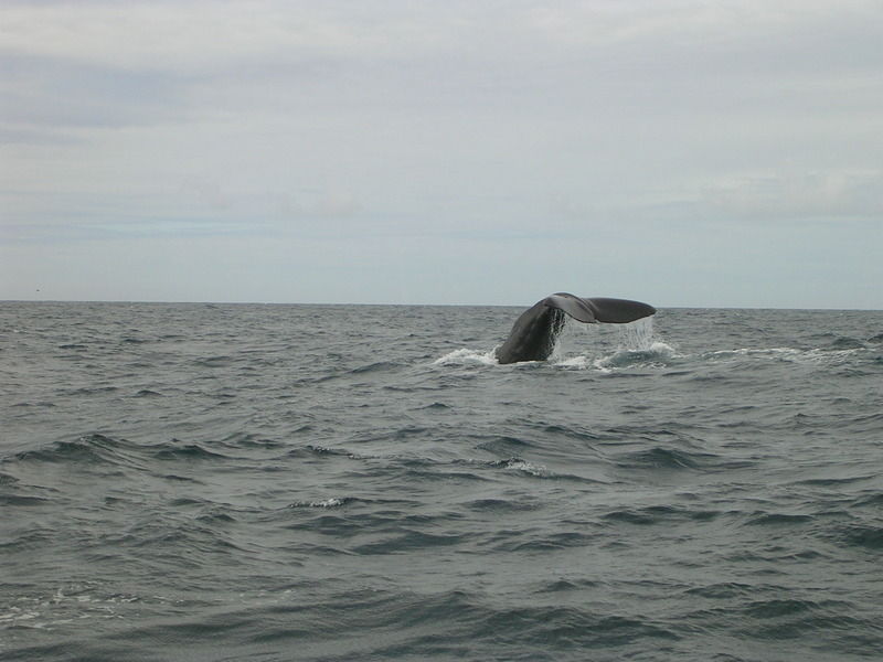 Heike hat sie gesehen: Sperm Whales (Pottwale)