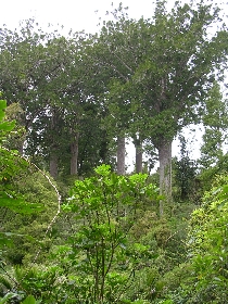Kauri-B�ume, Neuseelands ganzer Stolz