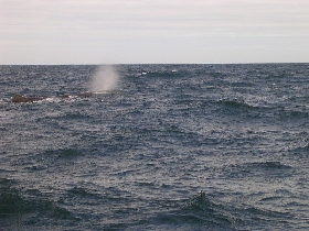 Sperm Whale beim Atem holen