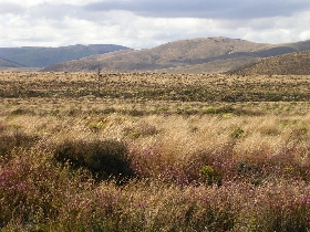 und wieder durchqueren wir die Desert-Road